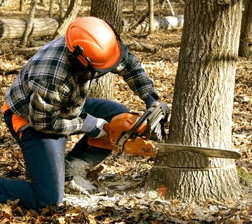 Tree Removal in Woodland, MS